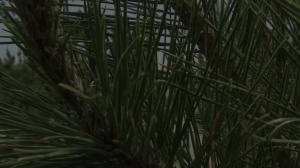 Gods Of Men - Hairy latin hunk gets slamming hard