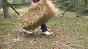 Str8toGay.com: Tight cowboy wants loud sex