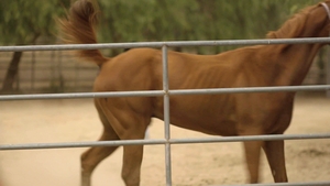 Icon Male: Spit and Swallow: Double Dose